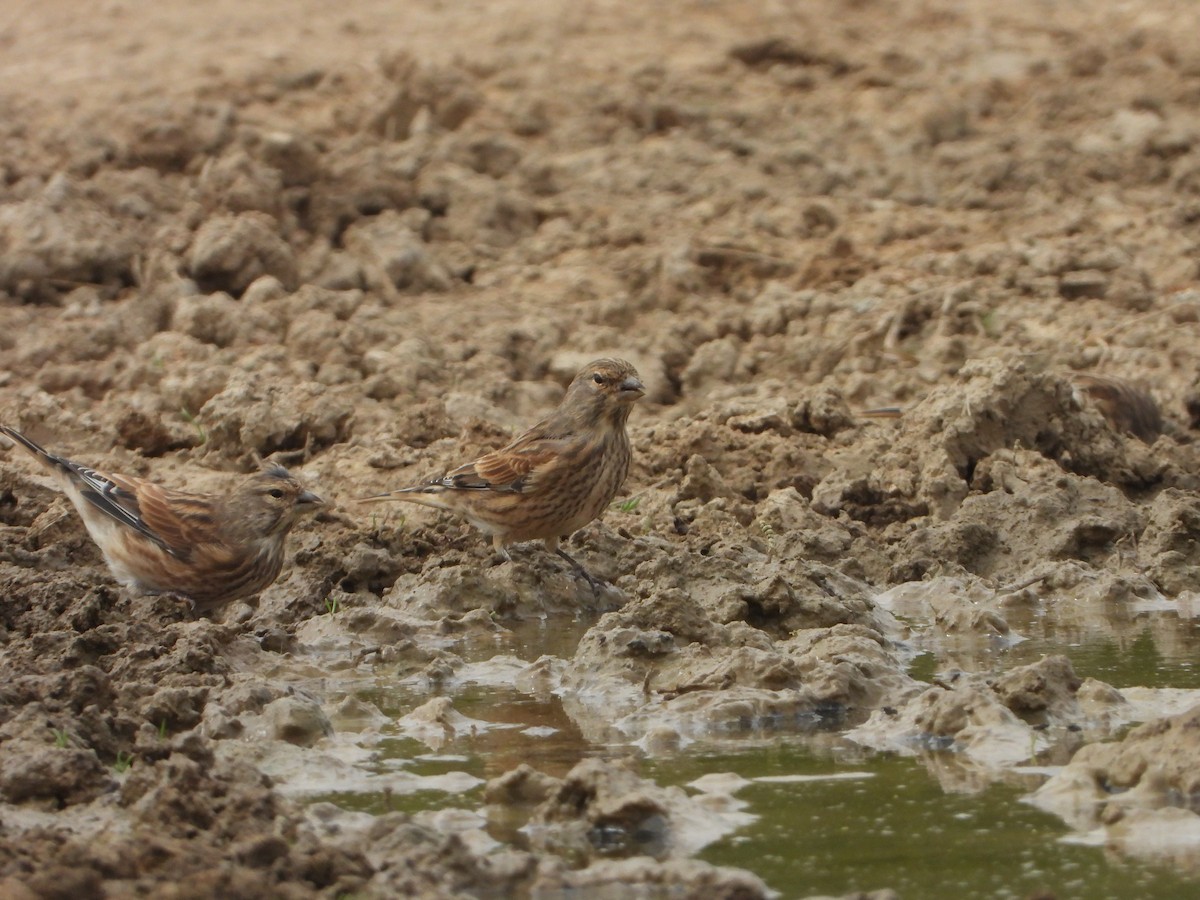 Eurasian Linnet - ML642229788