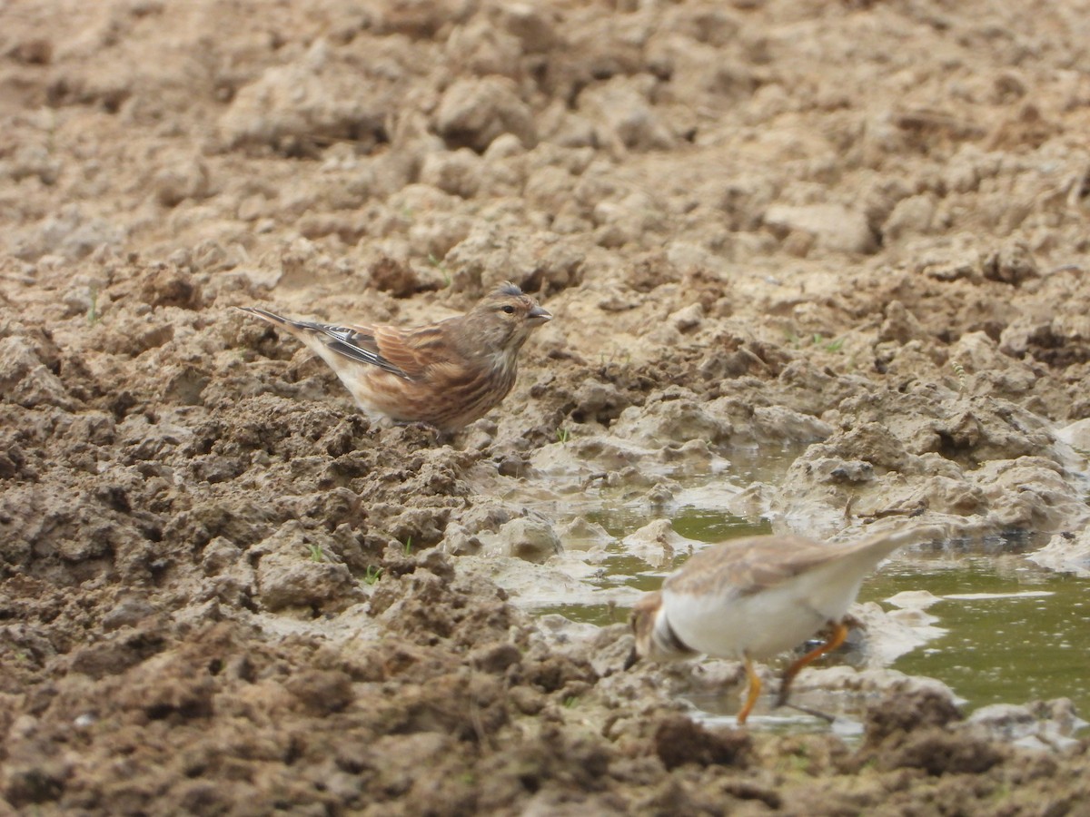 Eurasian Linnet - ML642229789