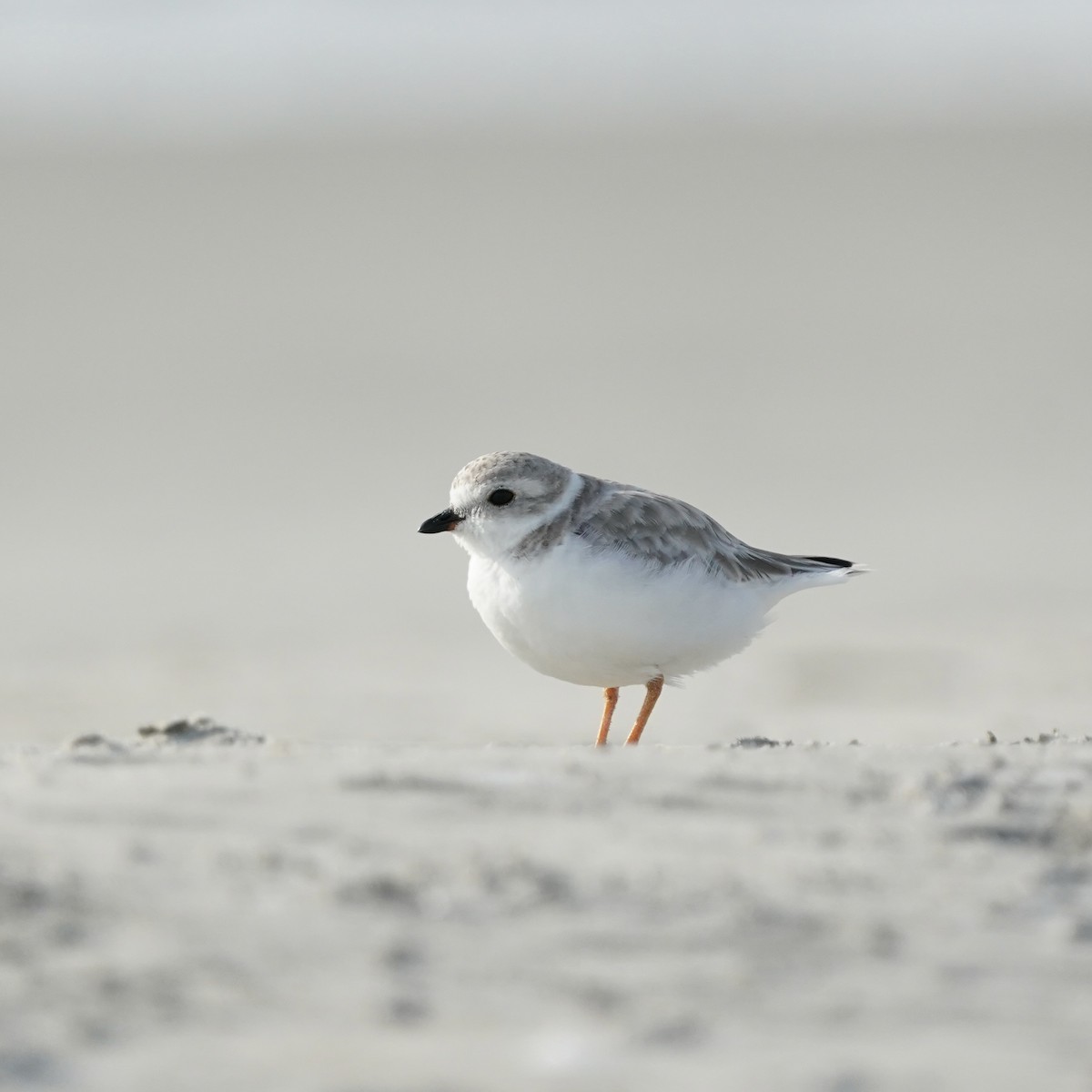 Piping Plover - ML642229790
