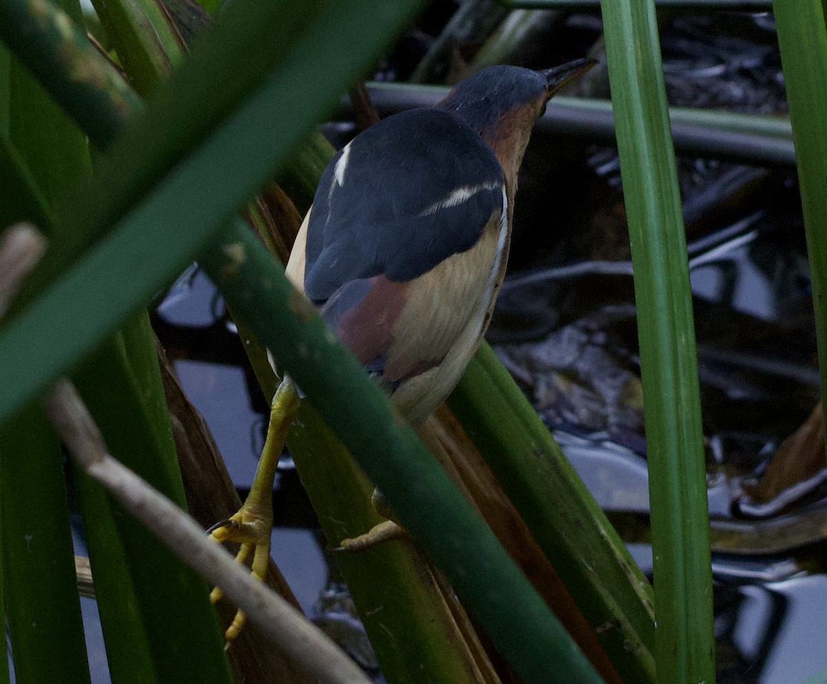 Least Bittern - ML642229791