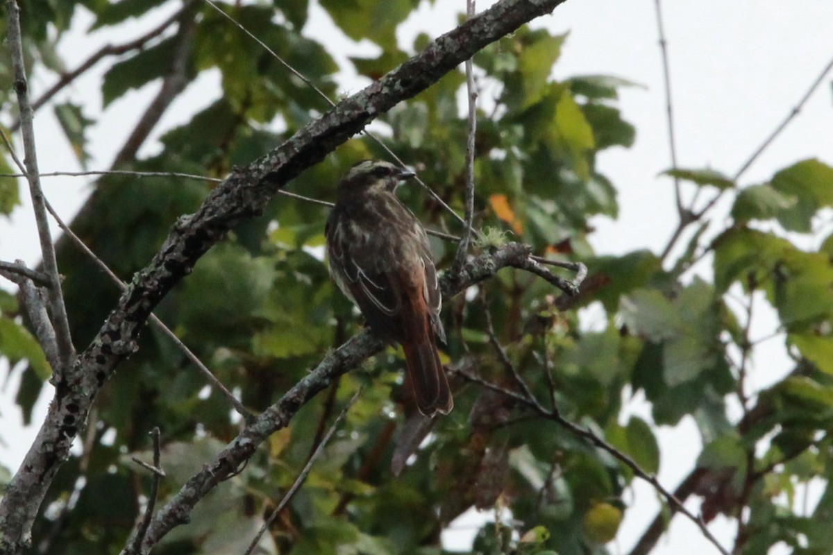 Variegated Flycatcher - ML642229794