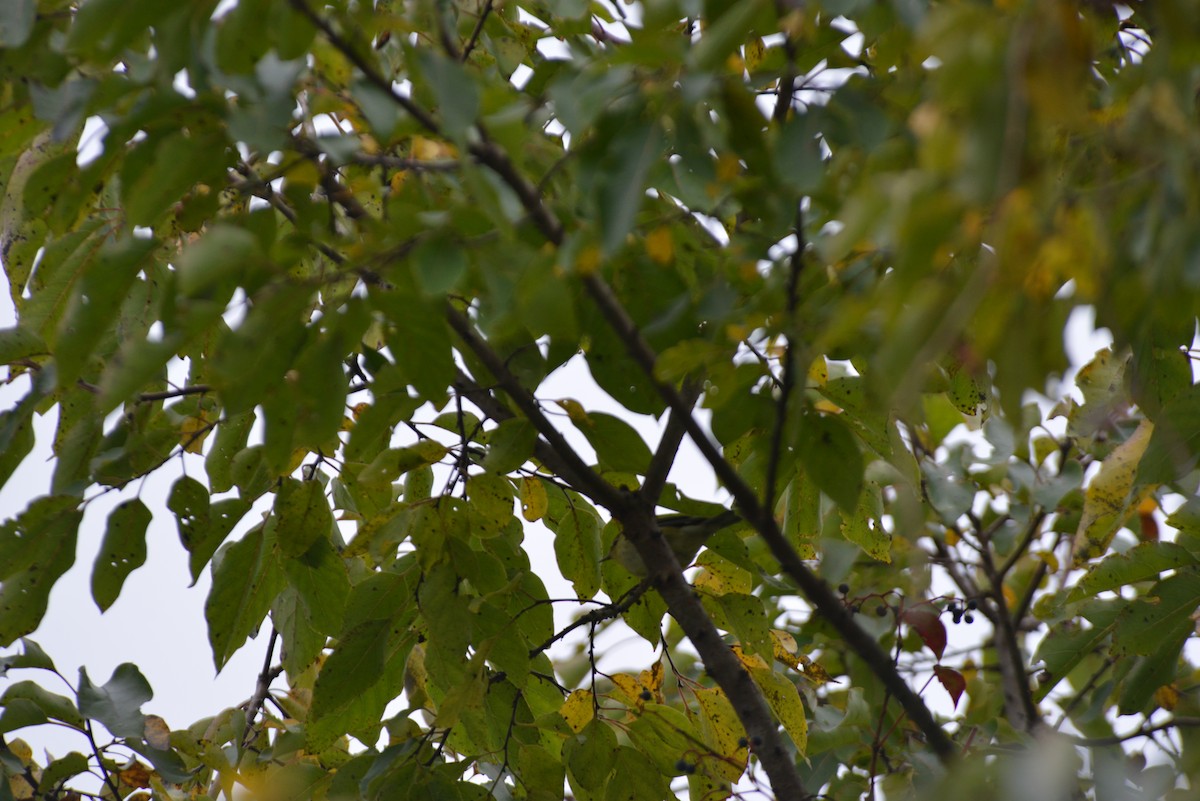 Cape May Warbler - ML642229796