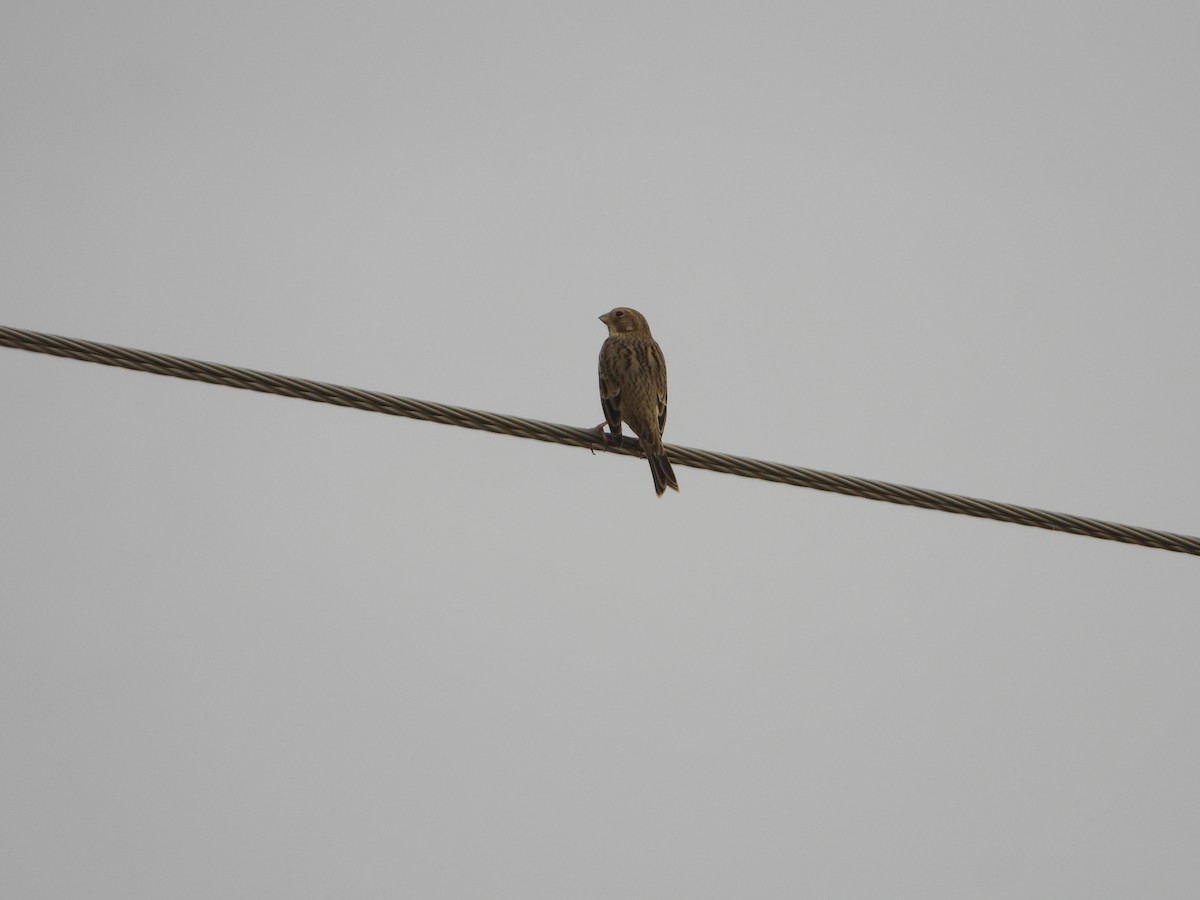 Corn Bunting - ML642229799