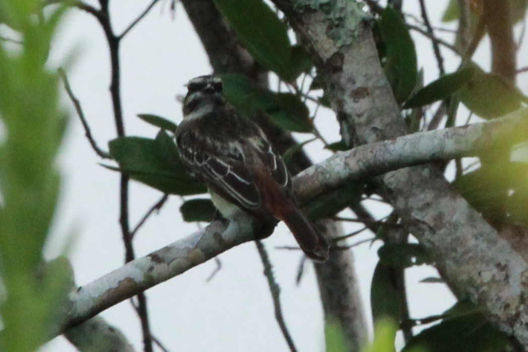 Variegated Flycatcher - ML642229801