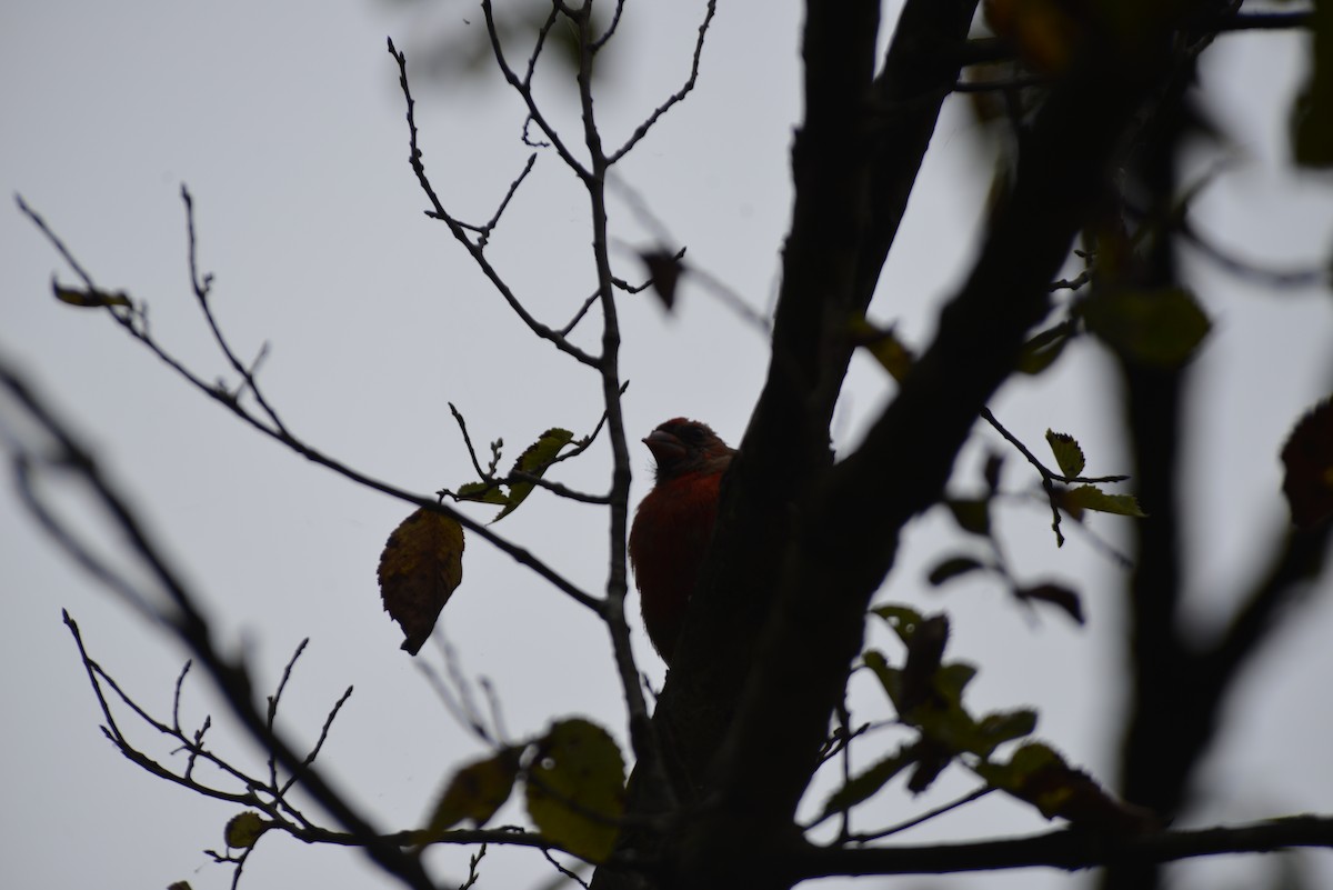 Northern Cardinal - ML642229806