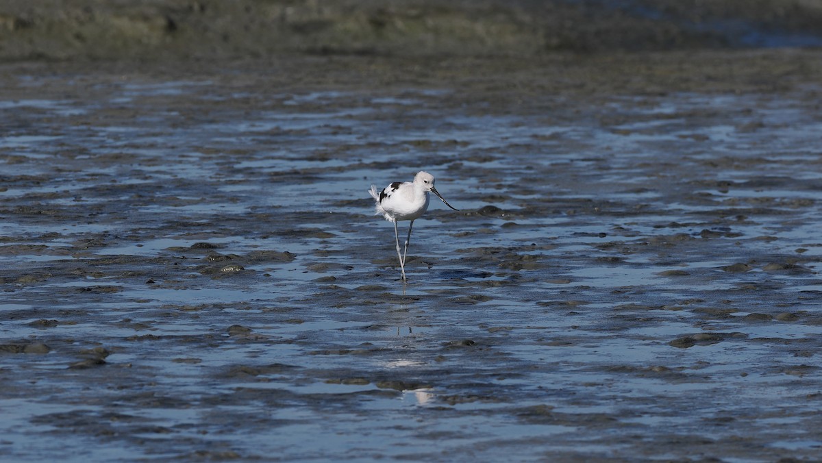 American Avocet - ML642229807