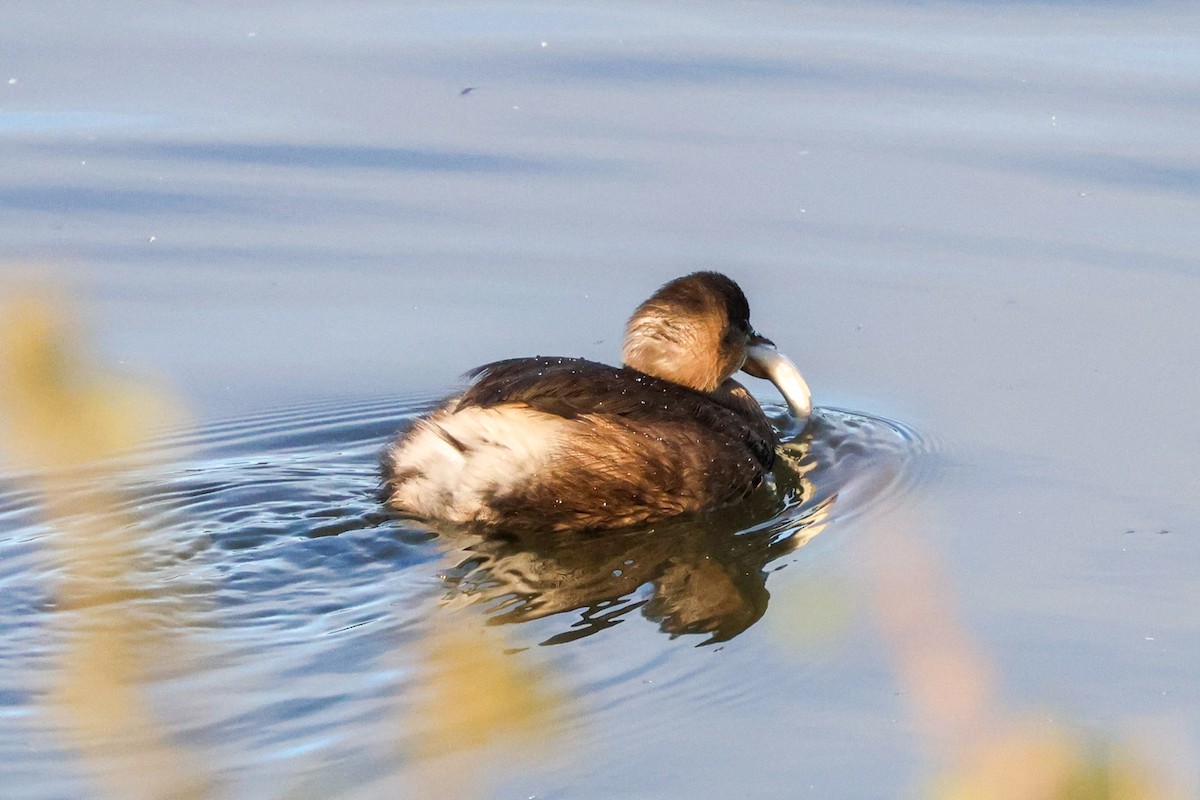 Little Grebe - ML642229808