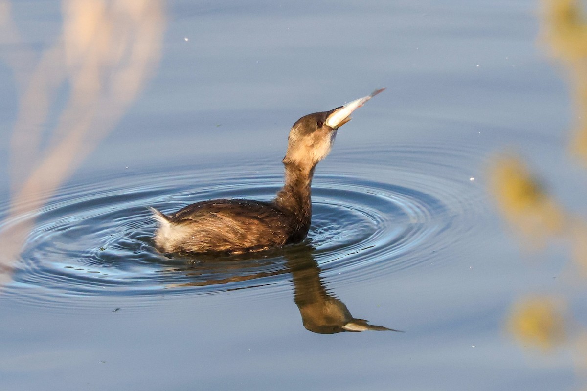 Little Grebe - ML642229809
