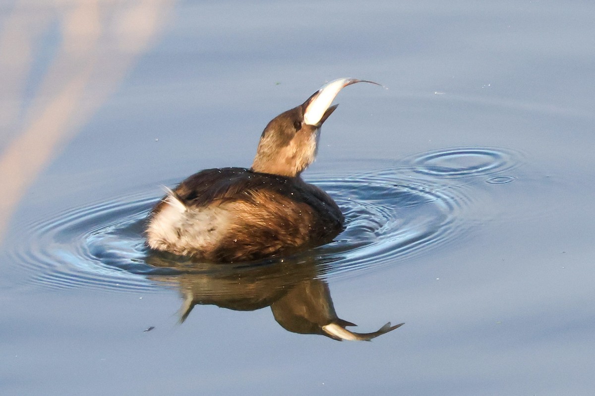 Little Grebe - ML642229810