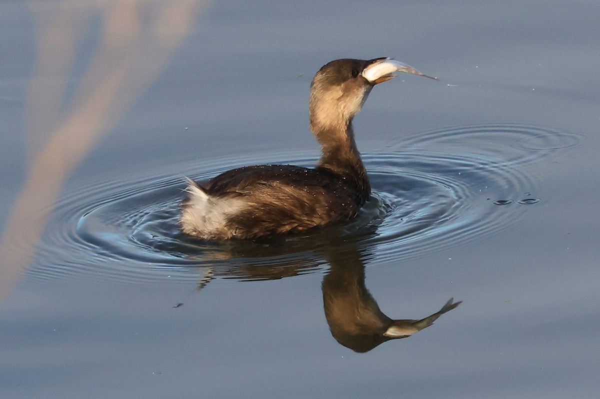 Little Grebe - ML642229812