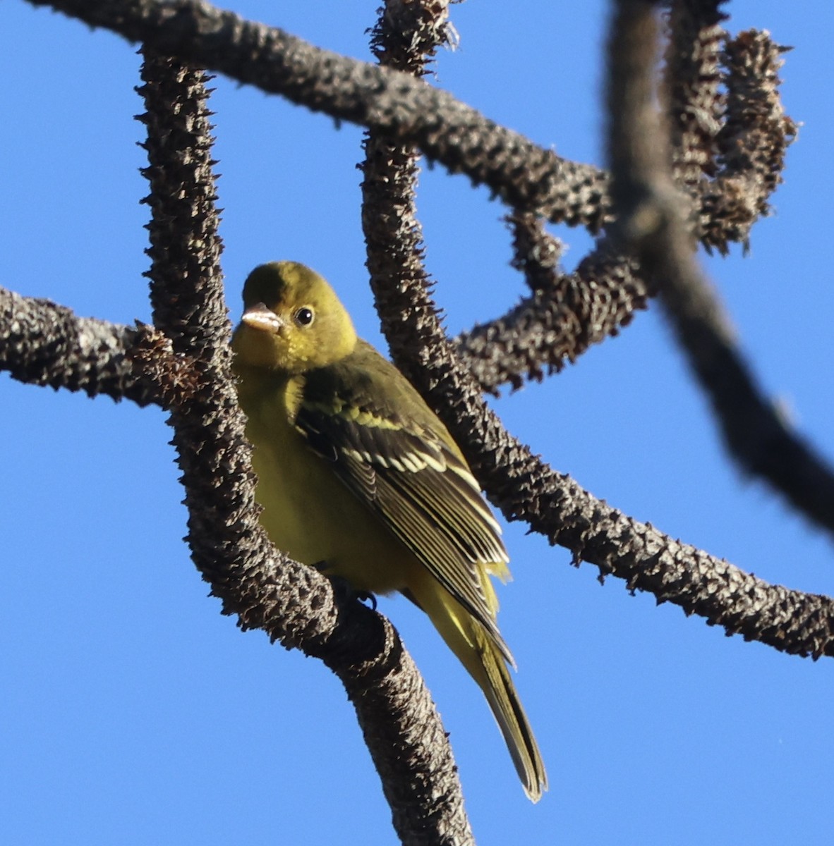 Western Tanager - ML642229815