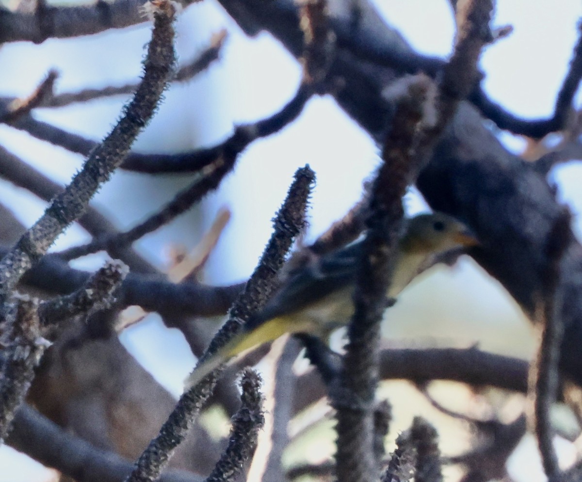 Western Tanager - ML642229816