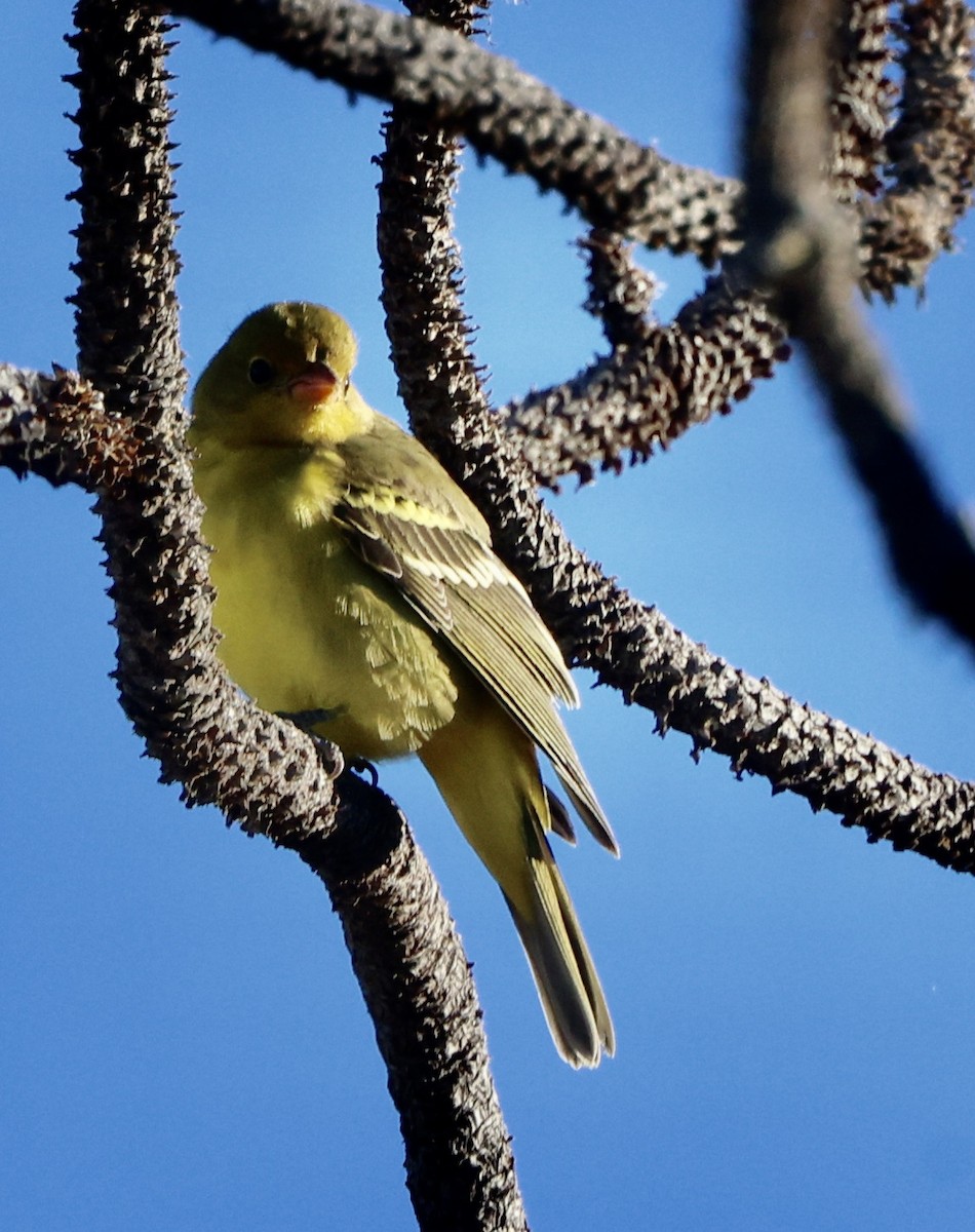 Western Tanager - ML642229819