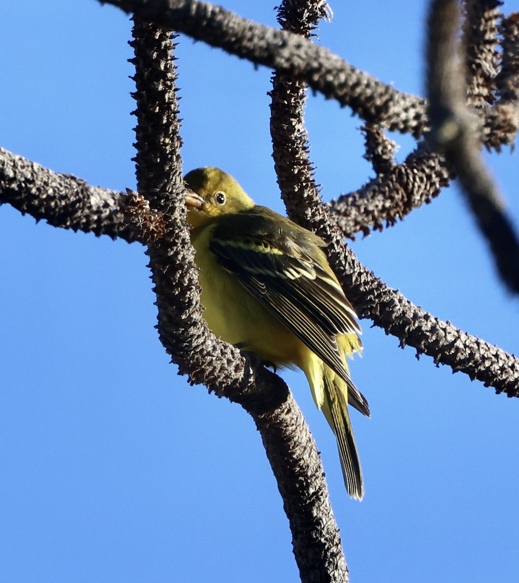 Western Tanager - ML642229820