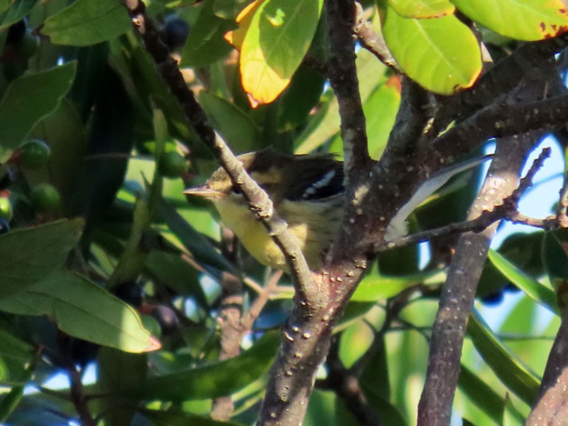 Blackburnian Warbler - ML642229823