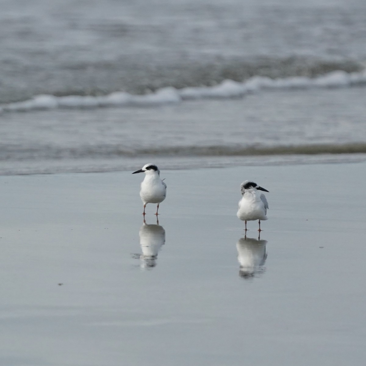 Forster's Tern - ML642229847