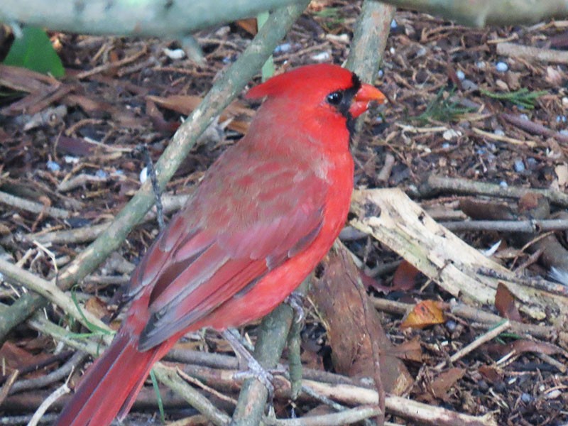 Northern Cardinal - ML642229890