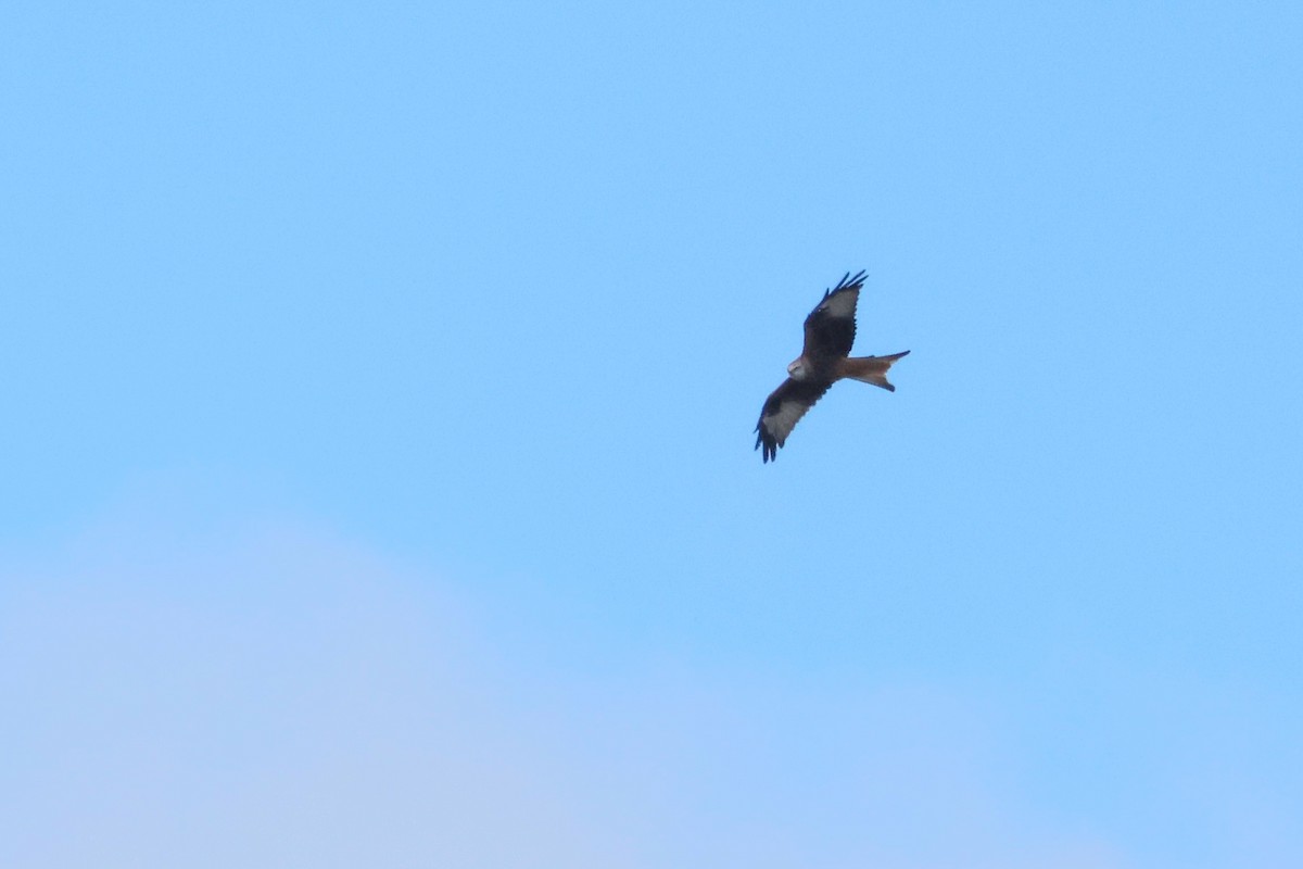 Red Kite - ML642229893