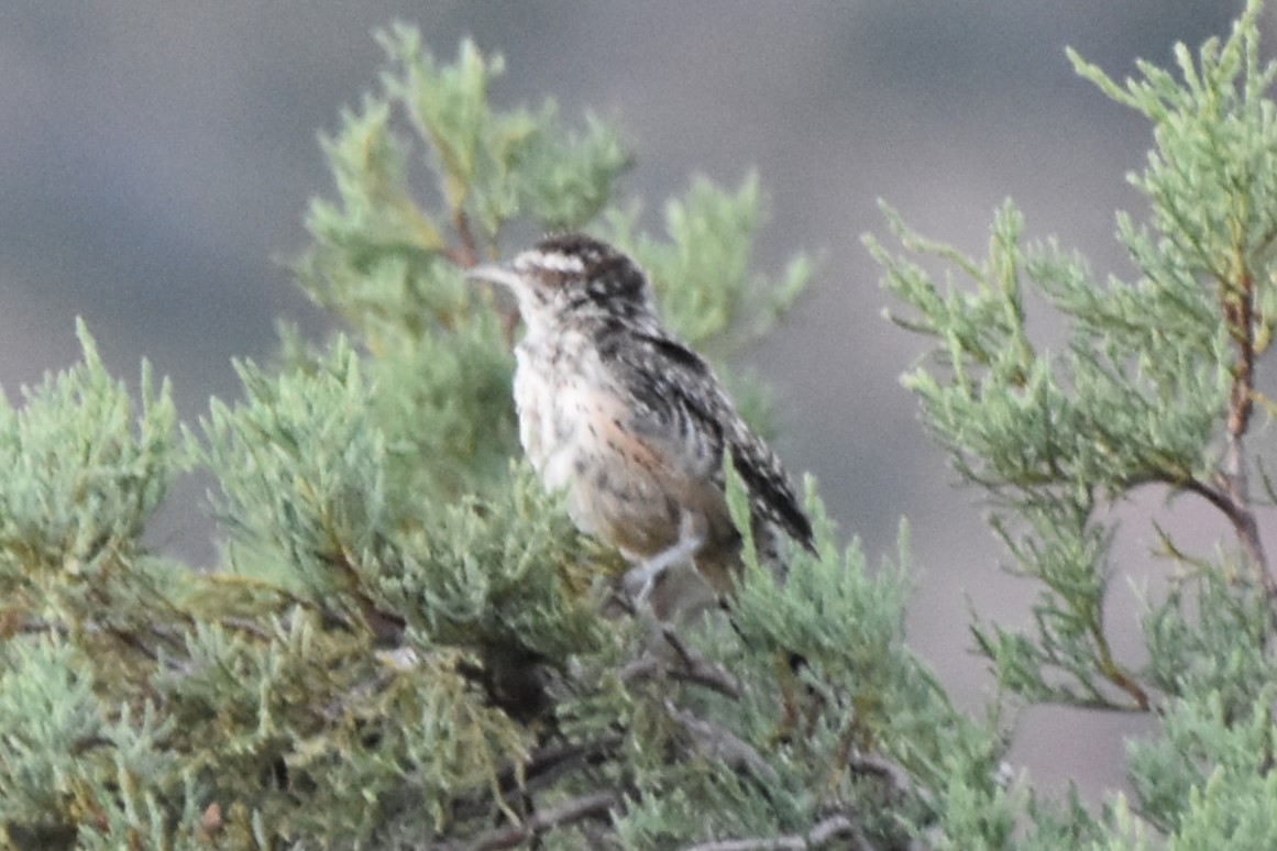 Cactus Wren - ML642229971