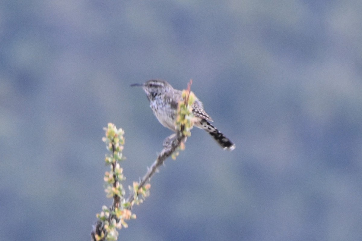 Cactus Wren - ML642229972