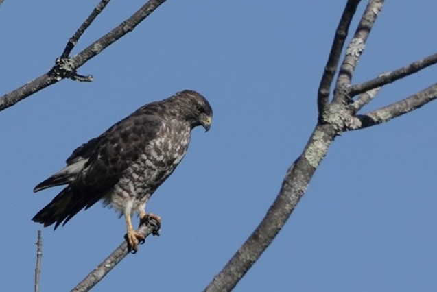 Broad-winged Hawk - ML642230006