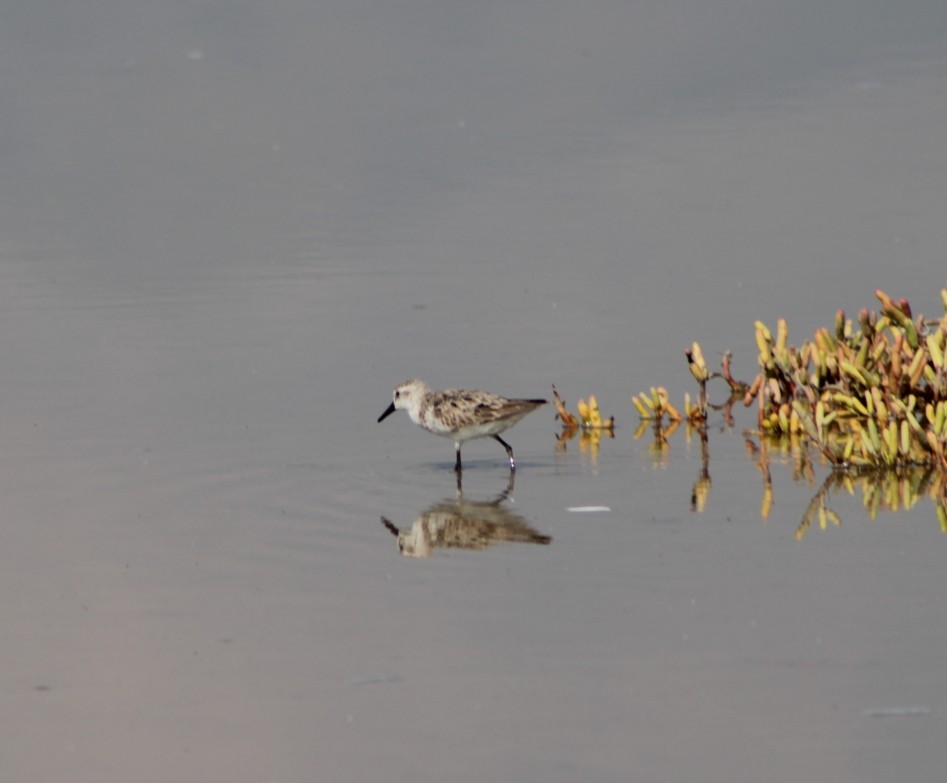 三趾濱鷸 - ML642230023