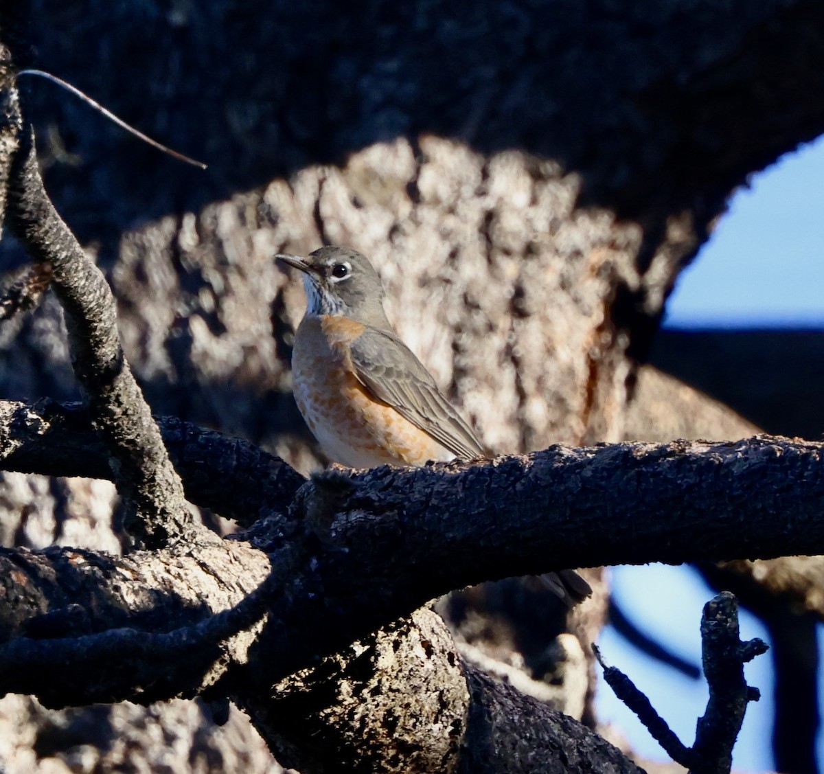 American Robin - ML642230031