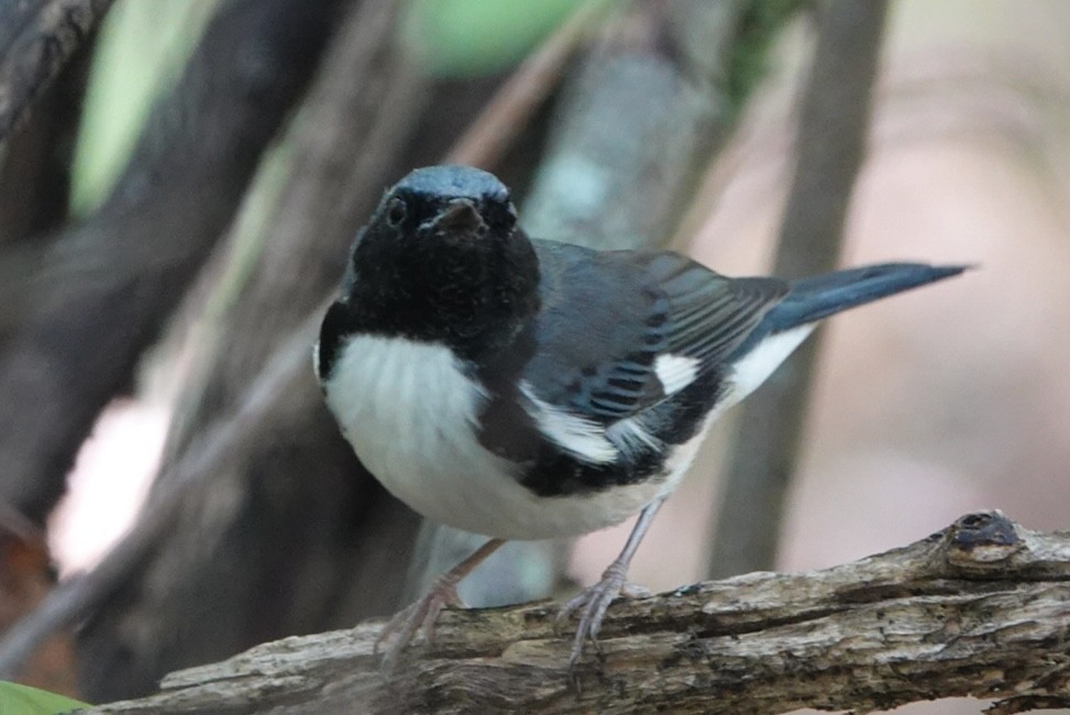 Black-throated Blue Warbler - ML642230034