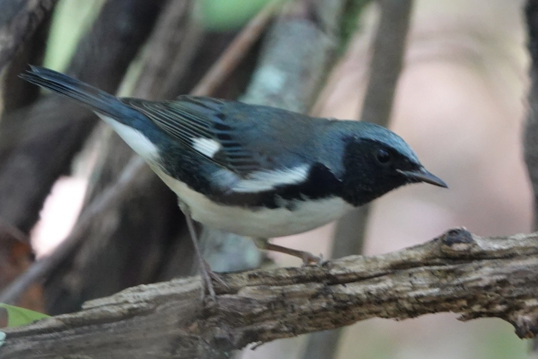 Black-throated Blue Warbler - ML642230035