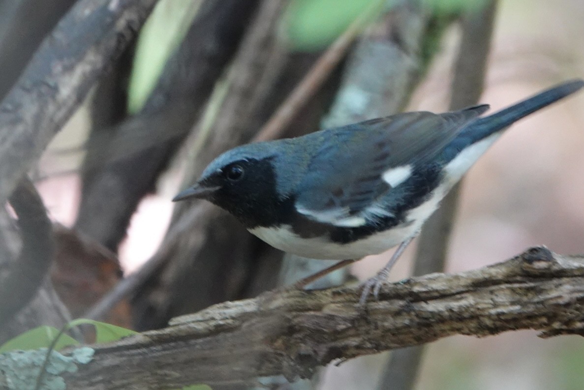Black-throated Blue Warbler - ML642230036