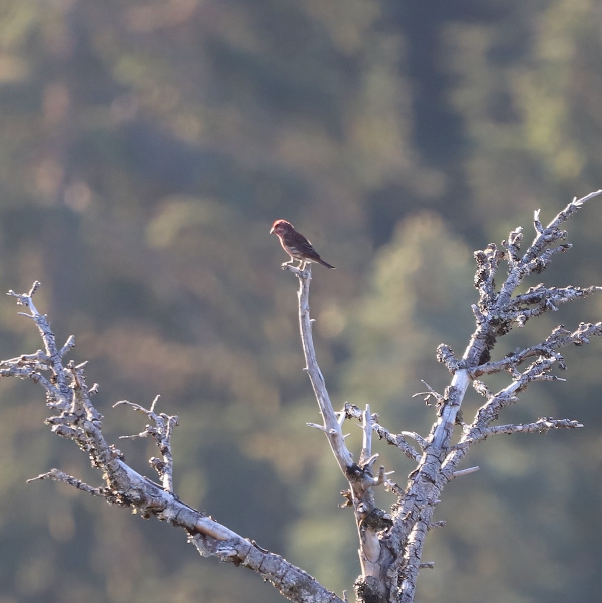 Purple Finch (Western) - ML642230039