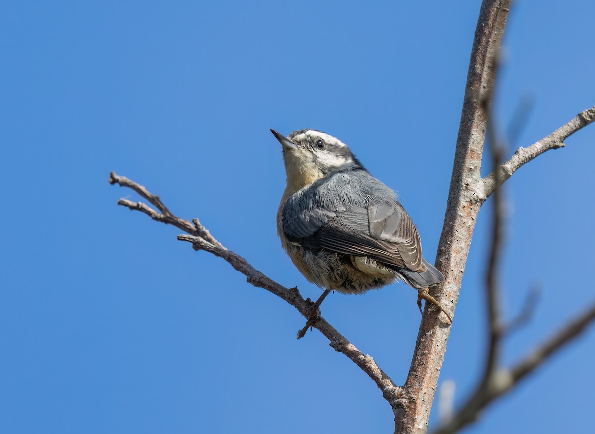 Red-breasted Nuthatch - ML642230045