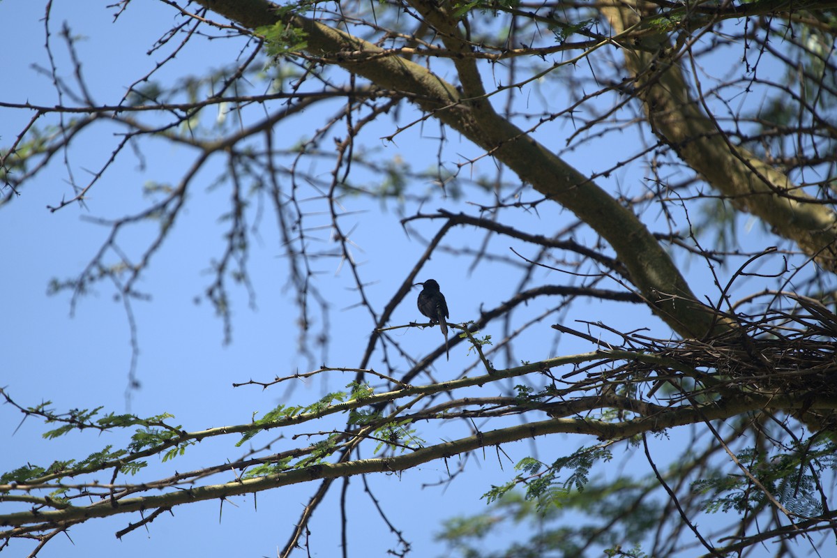 Bronze Sunbird - ML642230065