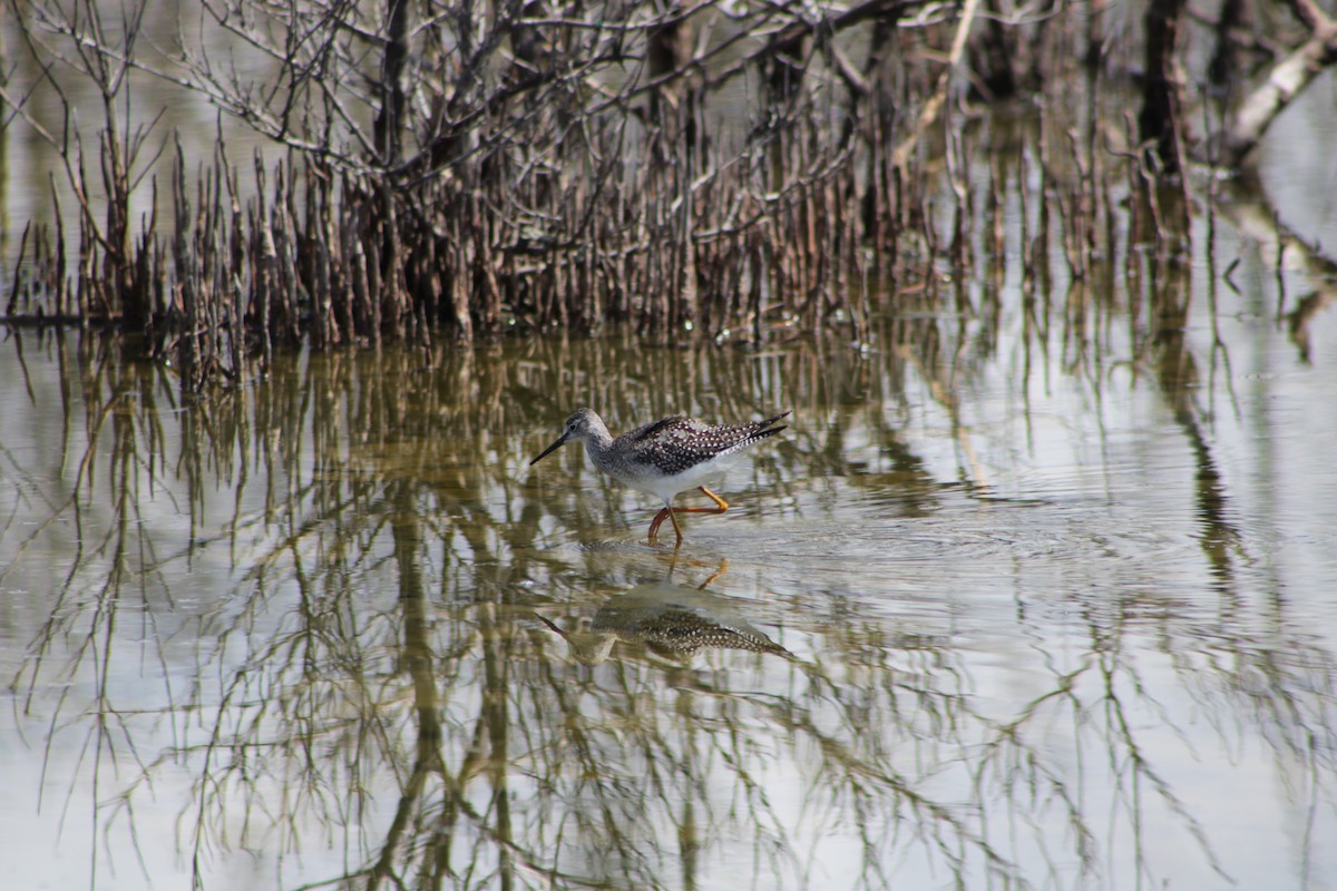 小黃腳鷸 - ML642230114