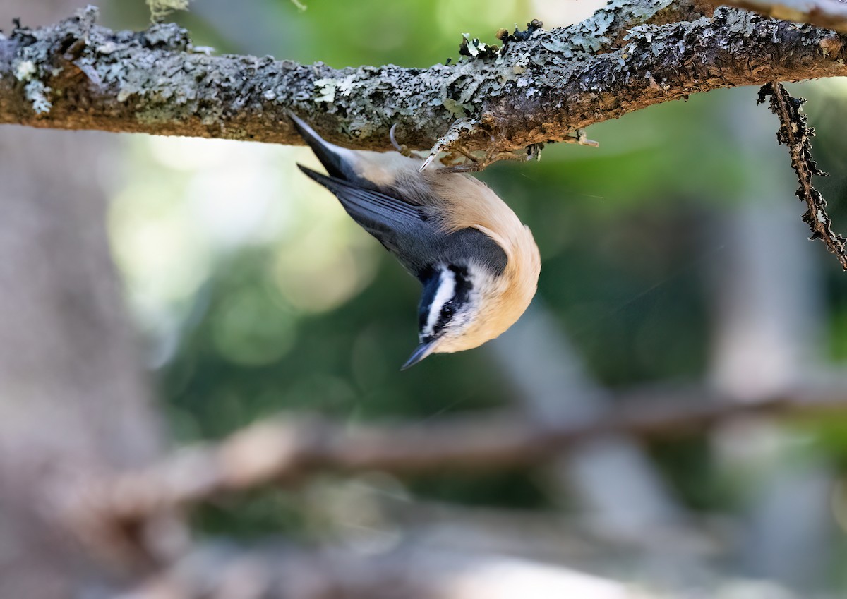 Red-breasted Nuthatch - ML642230115