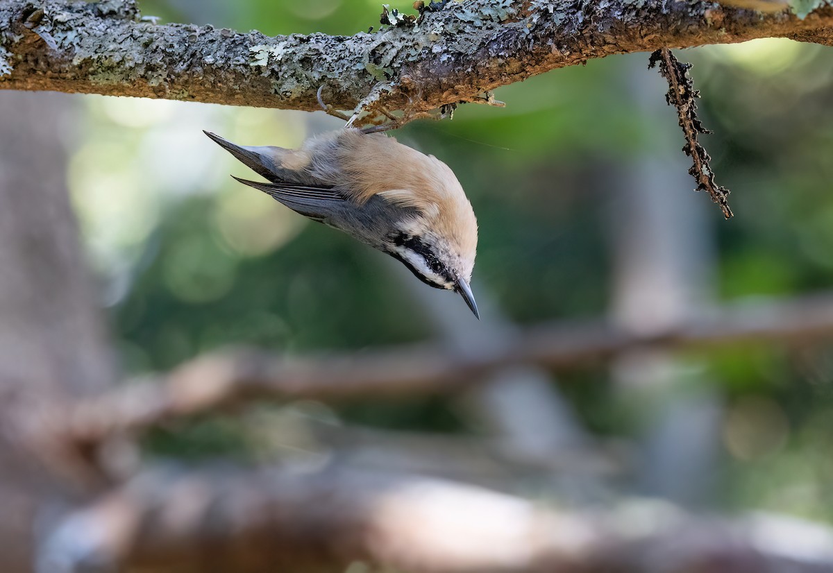Red-breasted Nuthatch - ML642230116
