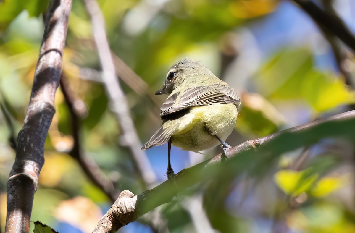 Philadelphia Vireo - ML642230140