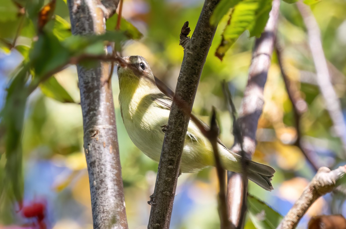 Philadelphia Vireo - ML642230141