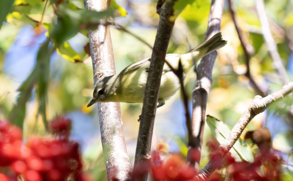 Philadelphia Vireo - ML642230142