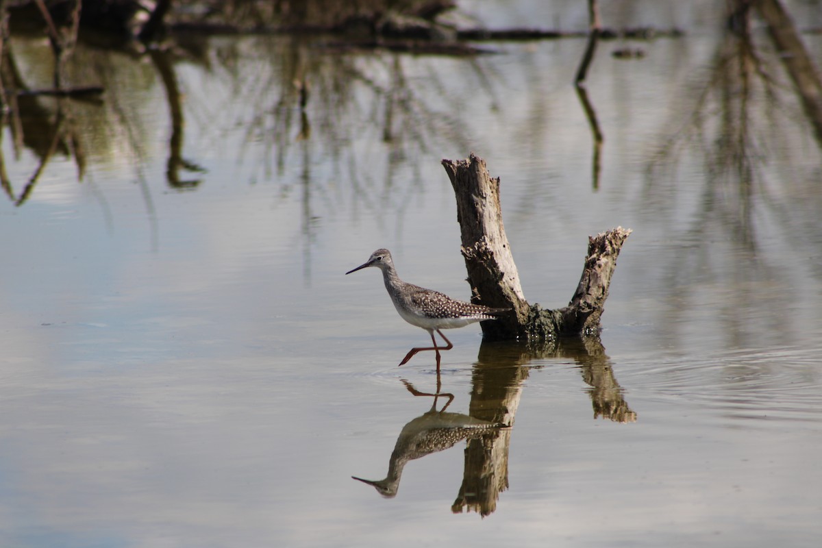 小黃腳鷸 - ML642230149