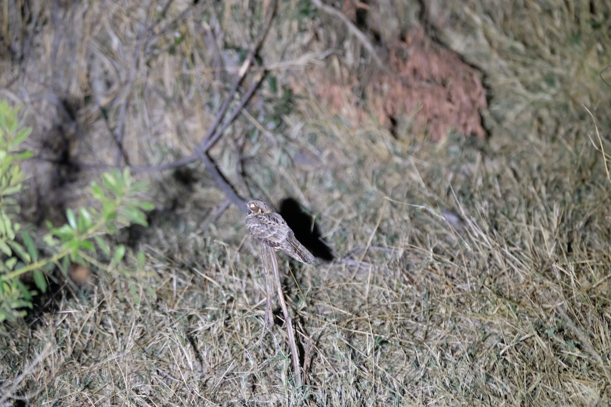 Fiery-necked Nightjar - ML642230166