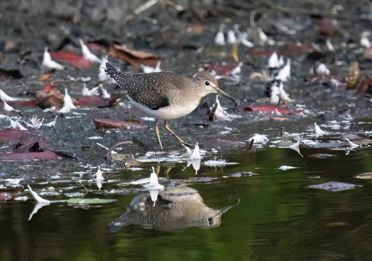 Solitary Sandpiper - ML642230169