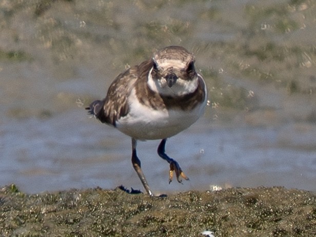 Common Ringed Plover - ML642230190