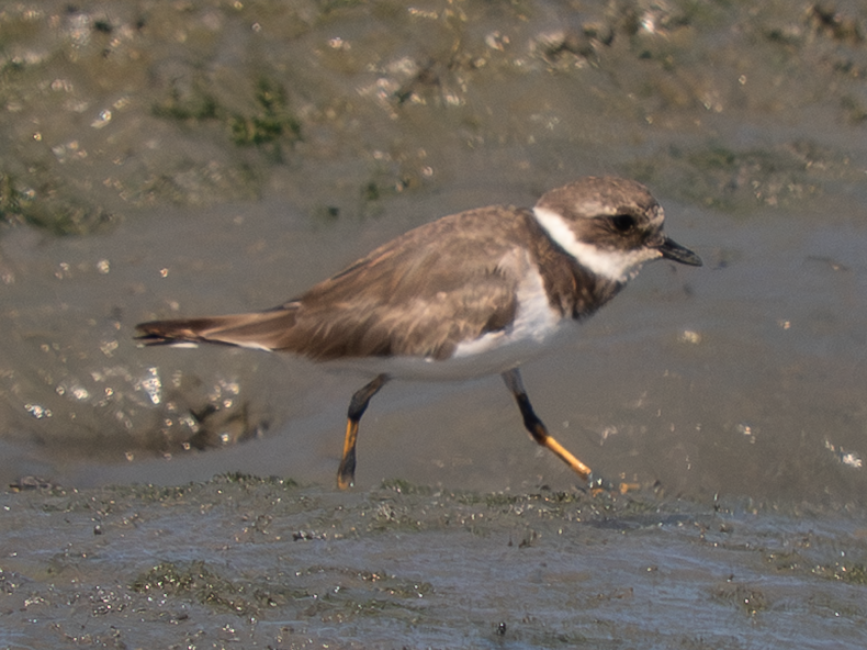 Common Ringed Plover - ML642230191