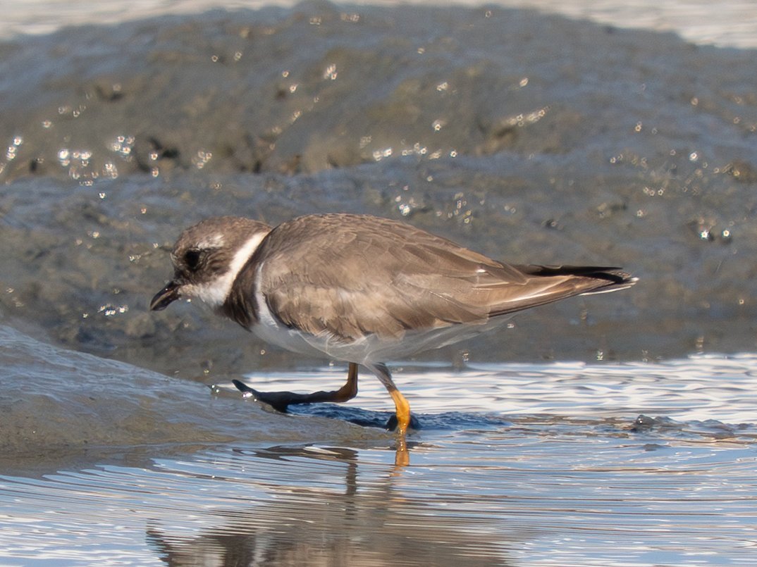 Common Ringed Plover - ML642230192