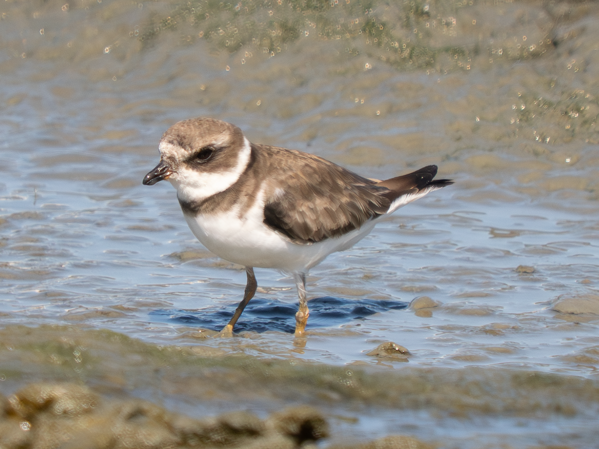 Semipalmated Plover - ML642230199