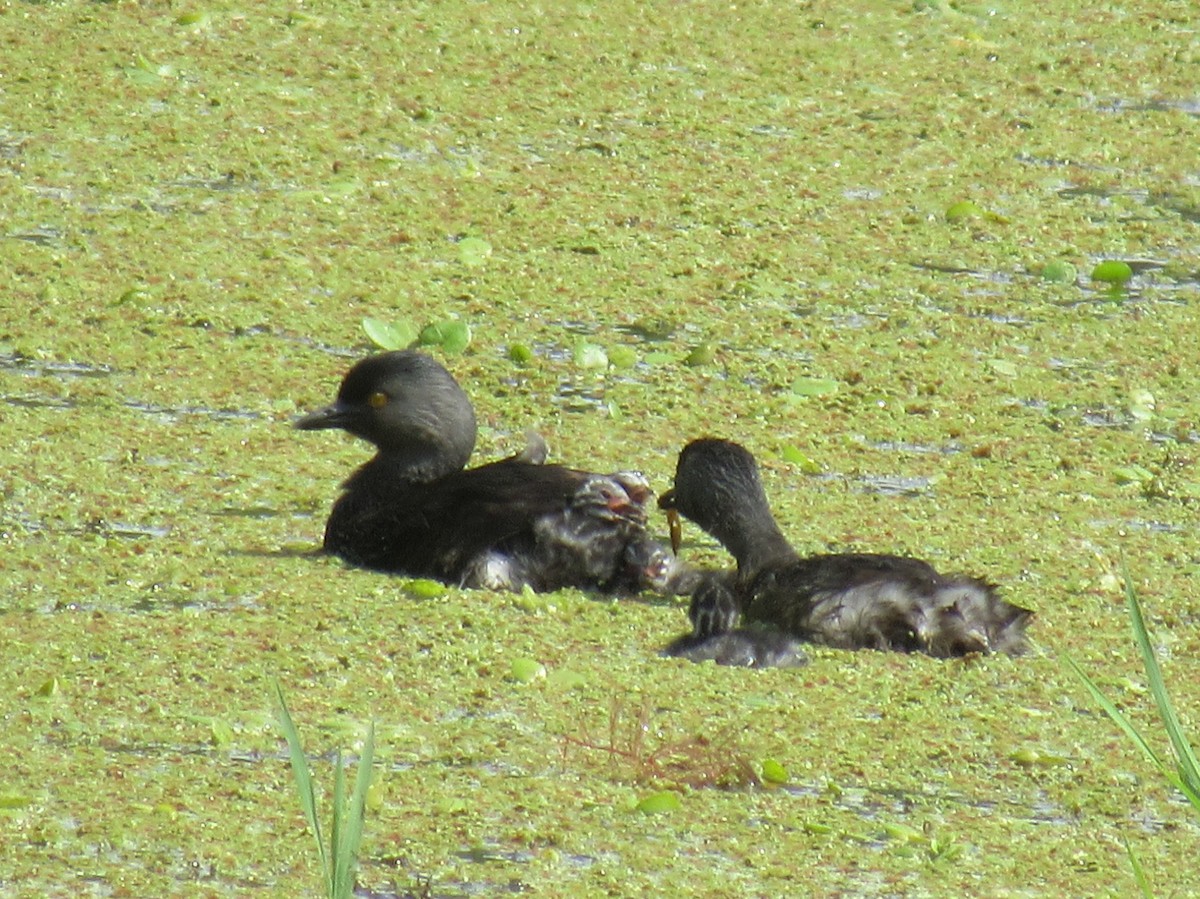 potápka nejmenší - ML642230224