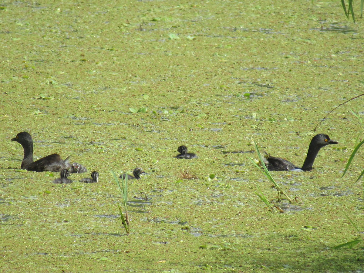 potápka nejmenší - ML642230232