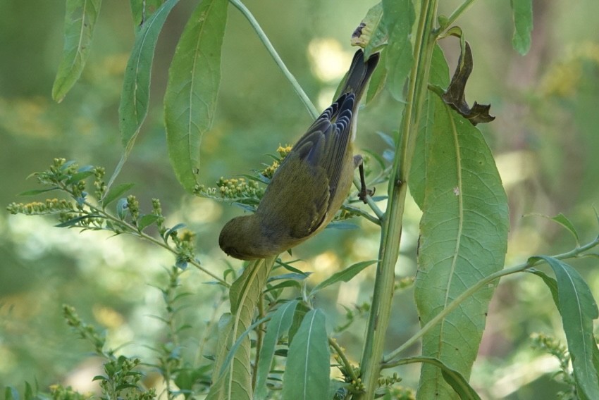Tennessee Warbler - ML642230258