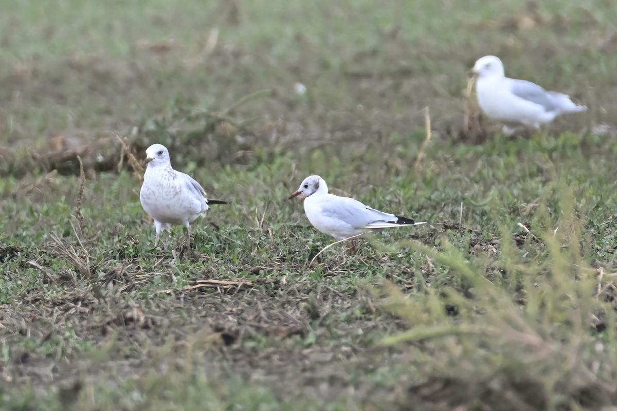 Black-headed Gull - ML642230282